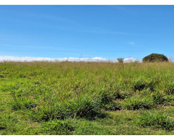 Foto de Área Rural - Francisco Sá - MG