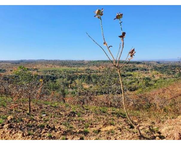 Foto de Lote 12 - Jaboticatubas - MG - Zona Rural - Fazenda